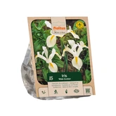 Iris Hollandica White Excelsior per 15