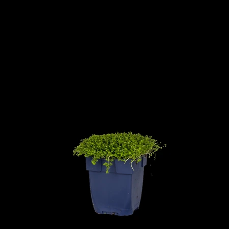 Isotoma fluviatilis - afbeelding 2