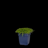 Isotoma fluviatilis - afbeelding 2