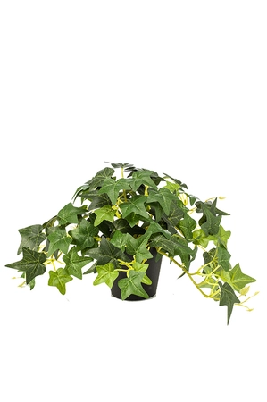 Ivy green in pot 19cm