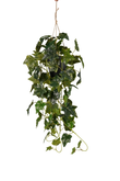 Ivy hanging bush green in pot 70cm