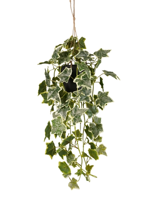 Ivy hanging bush green/white in pot 70cm - afbeelding 1
