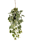 Ivy hanging bush green/white in pot 70cm - afbeelding 1