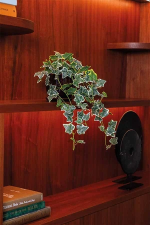 Ivy hanging bush green/white in pot 70cm - afbeelding 2