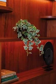 Ivy hanging bush green/white in pot 70cm - afbeelding 2