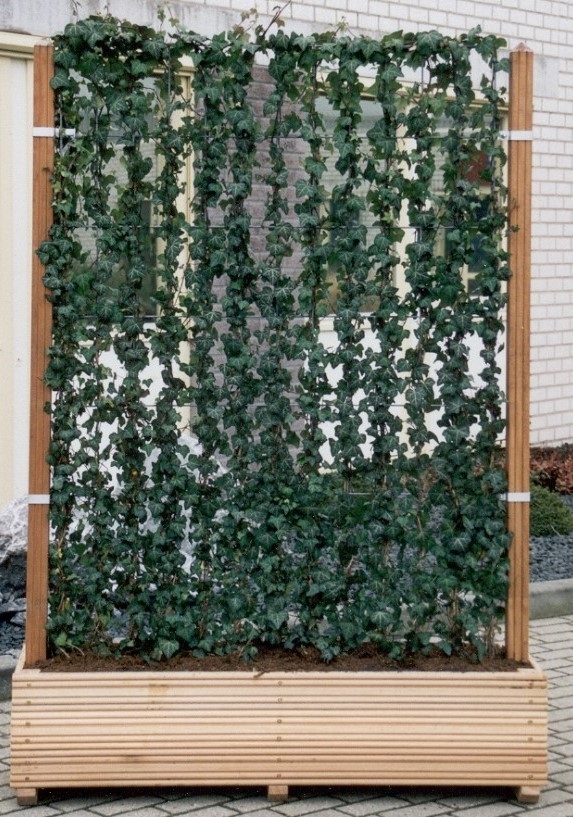 Kant & klaar haag met hardhout bak groot Hedera helix Woerner 180 cm -  TuinWereld