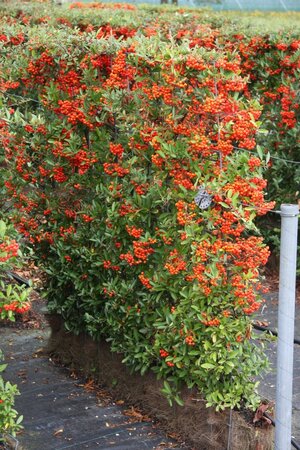 Kant & klaar haag Pyracantha Dart s Red 155 cm