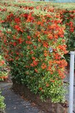 Kant & klaar haag Pyracantha Dart s Red 155 cm