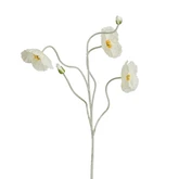 Klaproos creme - l107cm