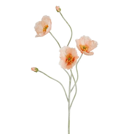 Klaproos perzik - l107cm