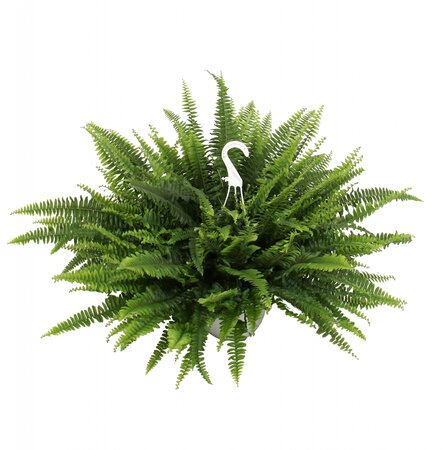 Krulvaren (Nephrolepis)