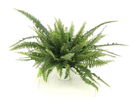 Krulvaren (Nephrolepis)