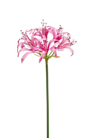 Kunstbloem Nerine spray roze 75cm