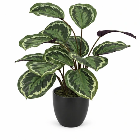 Kunstplant Calathea H 50 cm