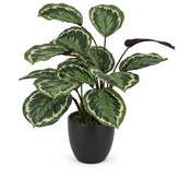 Kunstplant Calathea H 50 cm