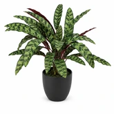 Kunstplant Calathea H 65 cm