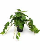 Kunstplant H 23 cm
