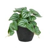 Kunstplant Scindapsus H 20 cm