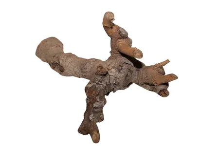 Kuwa wortel d25-30cm naturel