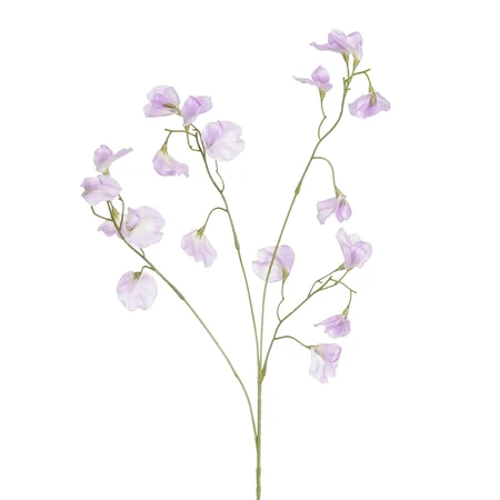 Lathyrus lila - l82cm