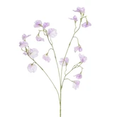Lathyrus lila - l82cm