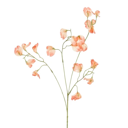 Lathyrus oranje - l82cm