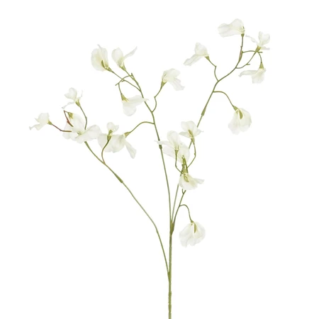 Lathyrus wit - l82cm