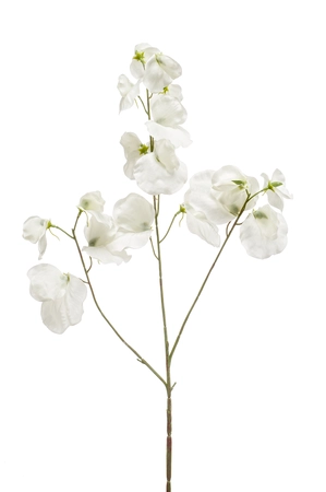 Lathyrus spray cream 75cm