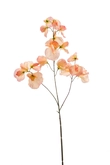 Lathyrus spray peach 75cm