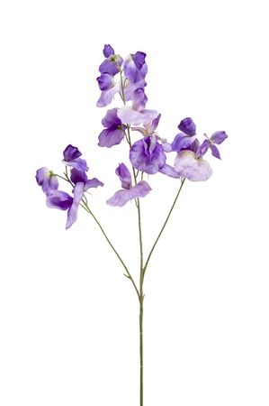Lathyrus spray purple 75cm