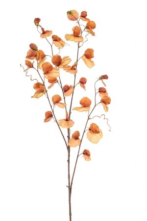 Lathyrus spray x4 dk orange 110cm