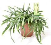 Lepismium Bolivianum