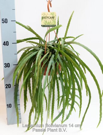 Lepismium Bolivianum