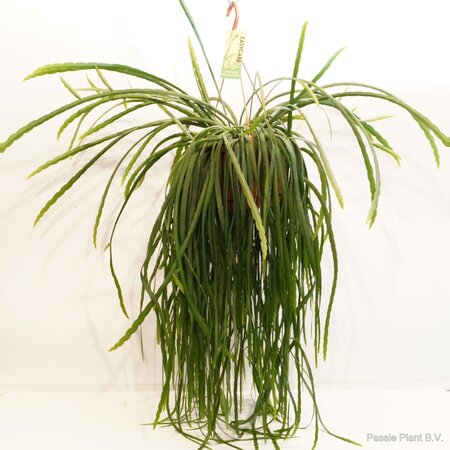 Lepismium Bolivianum