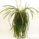 Lepismium Bolivianum