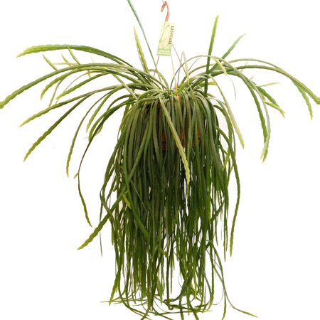 Lepismium bolivianum