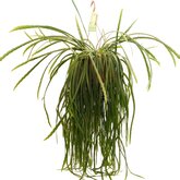 Lepismium bolivianum