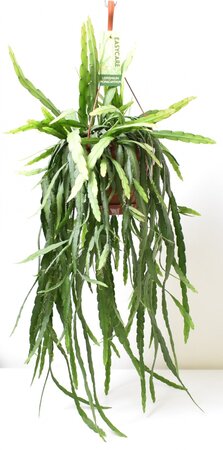 Lepismium Manacanthum