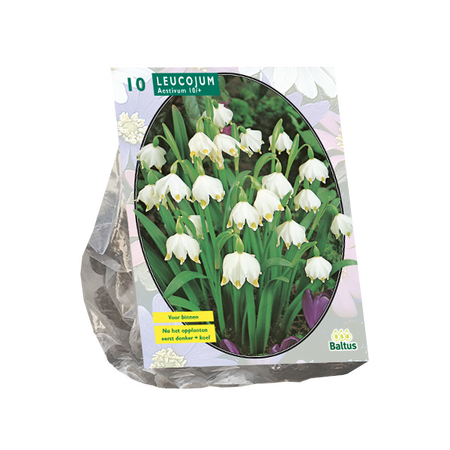 Baltus Leucojum per 10