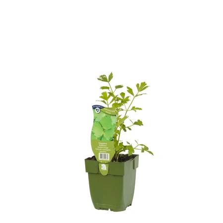 Levisticum officinale - afbeelding 2