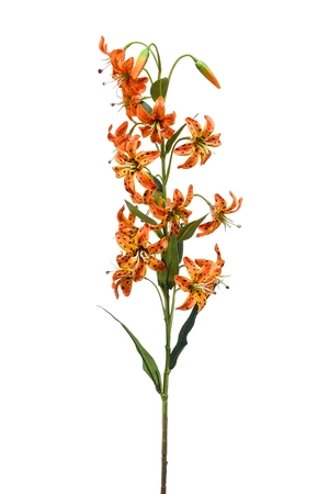 Lily spray orange 80cm