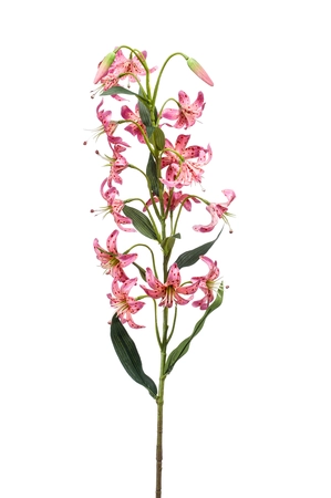 Lily spray tt pink 80cm