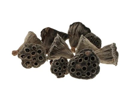 Lotus Mini 10 stuks Naturel
