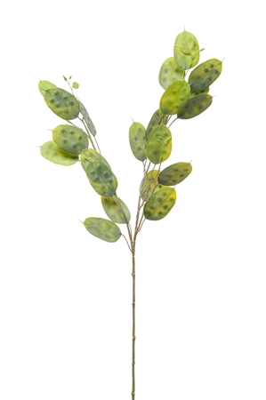 Lunaria spray green 70cm