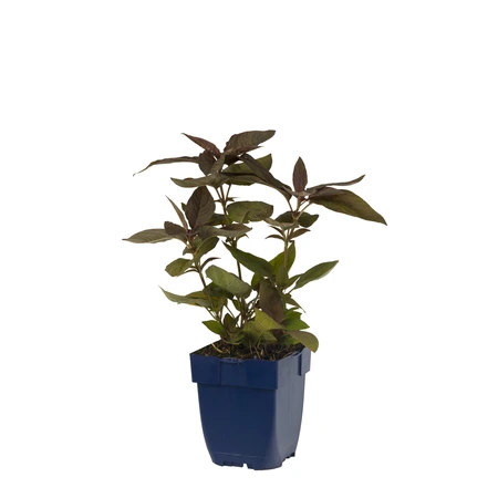 Lysimachia cil. 'Fire Cracker'