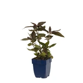 Lysimachia cil. 'Fire Cracker'