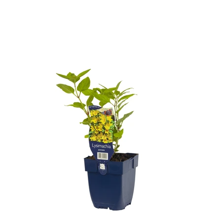Lysimachia punctata - afbeelding 2
