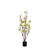Magnolia boom in pot wit - h100xd40cm