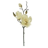 Magnolia tak 48cm