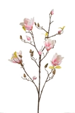 Magnolia Tak Zijde - 105cm Roze